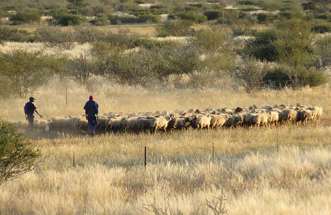 FLI Namibia Sheep
