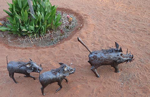 FLI Namibia Warthogs